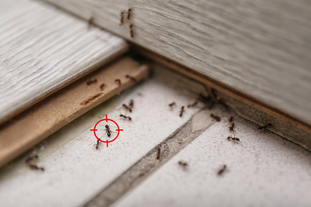 Best Wildlife Control Services  in Lindsay, OK
