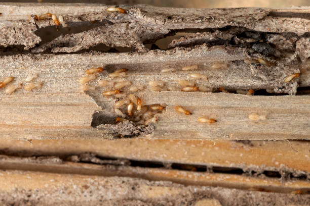 Best Best Pest Control Companies  in Lindsay, OK