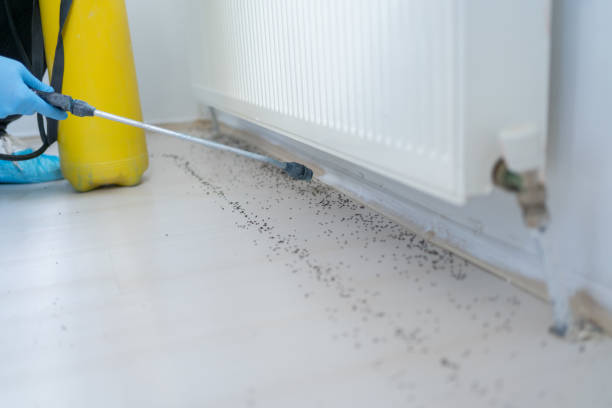 Best Mosquito Control Services  in Lindsay, OK